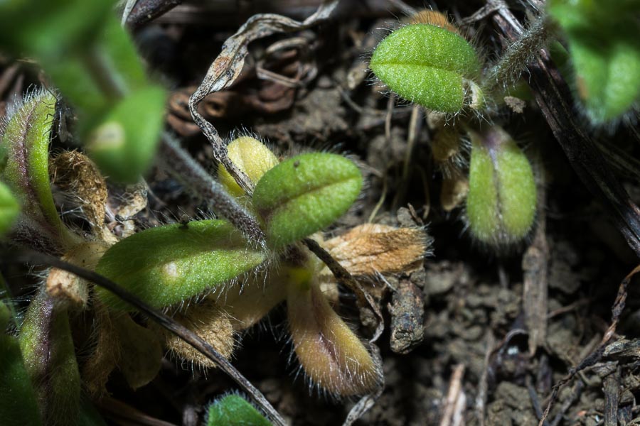 Cerastium holosteoides ?